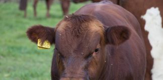 «SAG Aysén anuncia nueva etapa para fortalecer la trazabilidad de la pequeña ganadería bovina y equina» SAG Aysén anuncia nueva etapa para fortalecer la trazabilidad de la pequeña ganadería bovina y equina