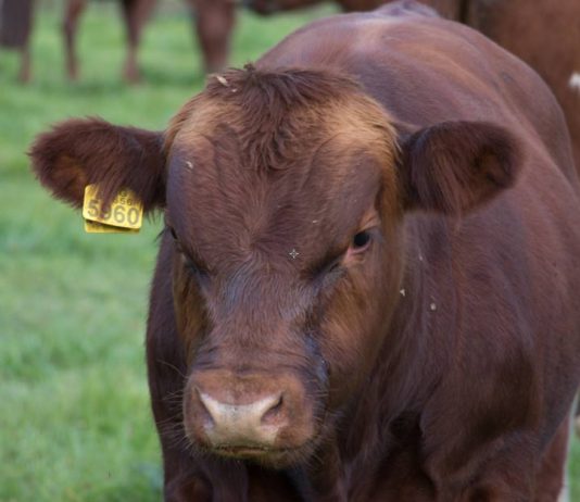«SAG Aysén anuncia nueva etapa para fortalecer la trazabilidad de la pequeña ganadería bovina y equina» SAG Aysén anuncia nueva etapa para fortalecer la trazabilidad de la pequeña ganadería bovina y equina