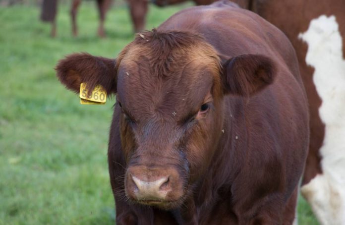 SAG Aysén anuncia nueva etapa para fortalecer la trazabilidad de la pequeña ganadería bovina y equina SAG Aysén anuncia nueva etapa para fortalecer la trazabilidad de la pequeña ganadería bovina y equina