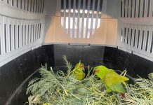 SAG Biobío entrega en custodia dos loros choroy a Parque Alessandri