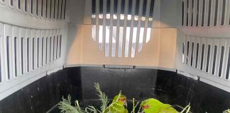 SAG Biobío entrega en custodia dos loros choroy a Parque Alessandri
