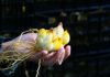 SAG Los Lagos inicia temporada de inspección de bulbos de lilium SAG Los Lagos inicia temporada de inspección de bulbos de lilium