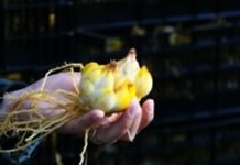 SAG Los Lagos inicia temporada de inspección de bulbos de lilium SAG Los Lagos inicia temporada de inspección de bulbos de lilium