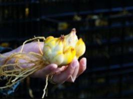 SAG Los Lagos inicia temporada de inspección de bulbos de lilium SAG Los Lagos inicia temporada de inspección de bulbos de lilium