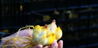SAG Los Lagos inicia temporada de inspección de bulbos de lilium