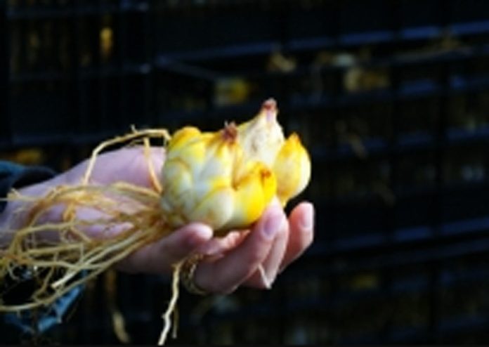 SAG Los Lagos inicia temporada de inspección de bulbos de lilium SAG Los Lagos inicia temporada de inspección de bulbos de lilium
