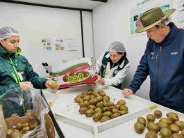 SAG Ñuble destaca sistema de inspección en línea en el marco de la capacidad exportadora regional SAG Ñuble destaca sistema de inspección en línea en el marco de la capacidad exportadora regional