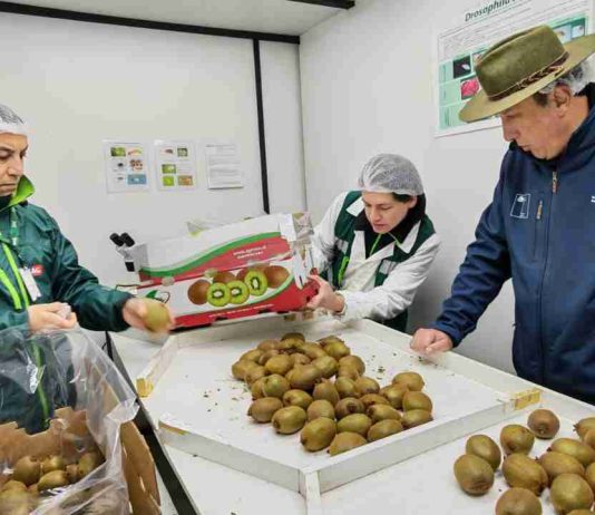 SAG Ñuble destaca sistema de inspección en línea en el marco de la capacidad exportadora regional SAG Ñuble destaca sistema de inspección en línea en el marco de la capacidad exportadora regional