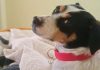 SAG convoca a veterinarios a inscribirse para apoyar acciones sanitarias en frontera para el ingreso de mascotas (perros y gatos)