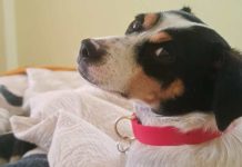 SAG convoca a veterinarios a inscribirse para apoyar acciones sanitarias en frontera para el ingreso de mascotas (perros y gatos)