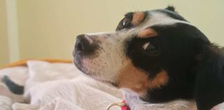 SAG convoca a veterinarios a inscribirse para apoyar acciones sanitarias en frontera para el ingreso de mascotas (perros y gatos)