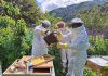 SAG recuerda la obligación de avisar la aplicación de plaguicidas tóxicos para las abejas SAG recuerda la obligación de avisar la aplicación de plaguicidas tóxicos para las abejas