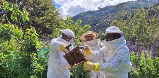 SAG recuerda la obligación de avisar la aplicación de plaguicidas tóxicos para las abejas