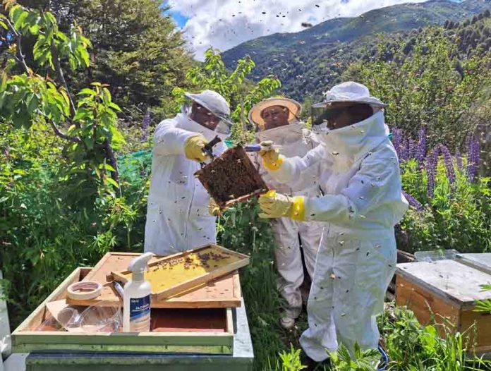 SAG recuerda la obligación de avisar la aplicación de plaguicidas tóxicos para las abejas SAG recuerda la obligación de avisar la aplicación de plaguicidas tóxicos para las abejas