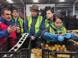 SAG supervisa inicio de cosecha de bulbos de Lilium en Ñuble y destaca crecimiento del rubro exportador