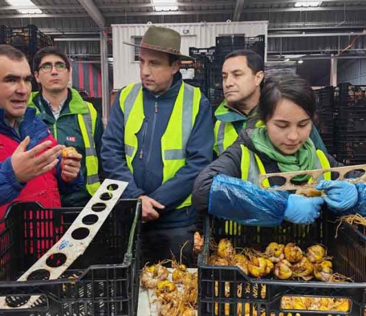 SAG supervisa inicio de cosecha de bulbos de Lilium en Ñuble y destaca crecimiento del rubro exportador SAG supervisa inicio de cosecha de bulbos de Lilium en Ñuble y destaca crecimiento del rubro exportador