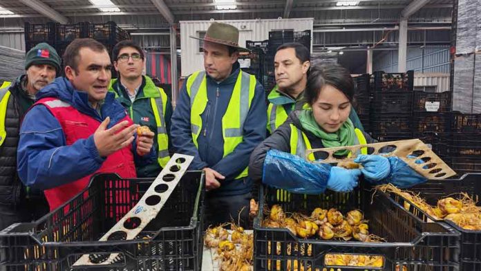 SAG supervisa inicio de cosecha de bulbos de Lilium en Ñuble y destaca crecimiento del rubro exportador SAG supervisa inicio de cosecha de bulbos de Lilium en Ñuble y destaca crecimiento del rubro exportador