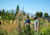 “Tecnología natural”: Bandas florales reducen drásticamente los plaguicidas contra el pulgón del melón “Tecnología natural”: Bandas florales reducen drásticamente los plaguicidas contra el pulgón del melón