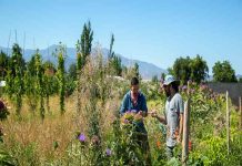“Tecnología natural”: Bandas florales reducen drásticamente los plaguicidas contra el pulgón del melón “Tecnología natural”: Bandas florales reducen drásticamente los plaguicidas contra el pulgón del melón