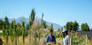 “Tecnología natural”: Bandas florales reducen drásticamente los plaguicidas contra el pulgón del melón