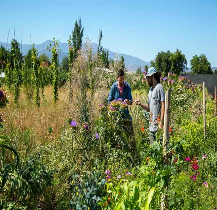 “Tecnología natural”: Bandas florales reducen drásticamente los plaguicidas contra el pulgón del melón “Tecnología natural”: Bandas florales reducen drásticamente los plaguicidas contra el pulgón del melón