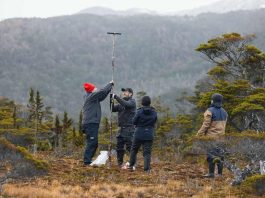 Turberas de Cabo Froward almacenan hasta 3 veces más carbono que los bosques del sector