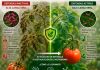 ¿Es posible silenciar el Virus del Rugoso del Tomate (ToBRFV) activando las defensas naturales de la planta? La ciencia demuestra que sí ¿Es posible silenciar el Virus del Rugoso del Tomate (ToBRFV) activando las defensas naturales de la planta? La ciencia demuestra que sí