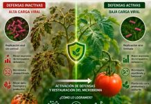 ¿Es posible silenciar el Virus del Rugoso del Tomate (ToBRFV) activando las defensas naturales de la planta? La ciencia demuestra que sí ¿Es posible silenciar el Virus del Rugoso del Tomate (ToBRFV) activando las defensas naturales de la planta? La ciencia demuestra que sí