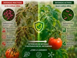 ¿Es posible silenciar el Virus del Rugoso del Tomate (ToBRFV) activando las defensas naturales de la planta? La ciencia demuestra que sí ¿Es posible silenciar el Virus del Rugoso del Tomate (ToBRFV) activando las defensas naturales de la planta? La ciencia demuestra que sí