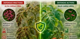 ¿Es posible silenciar el Virus del Rugoso del Tomate (ToBRFV) activando las defensas naturales de la planta? La ciencia demuestra que sí
