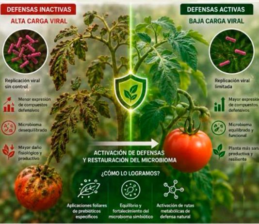 ¿Es posible silenciar el Virus del Rugoso del Tomate (ToBRFV) activando las defensas naturales de la planta? La ciencia demuestra que sí ¿Es posible silenciar el Virus del Rugoso del Tomate (ToBRFV) activando las defensas naturales de la planta? La ciencia demuestra que sí