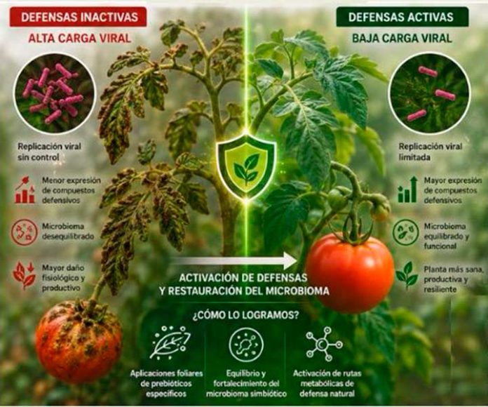 ¿Es posible silenciar el Virus del Rugoso del Tomate (ToBRFV) activando las defensas naturales de la planta? La ciencia demuestra que sí ¿Es posible silenciar el Virus del Rugoso del Tomate (ToBRFV) activando las defensas naturales de la planta? La ciencia demuestra que sí