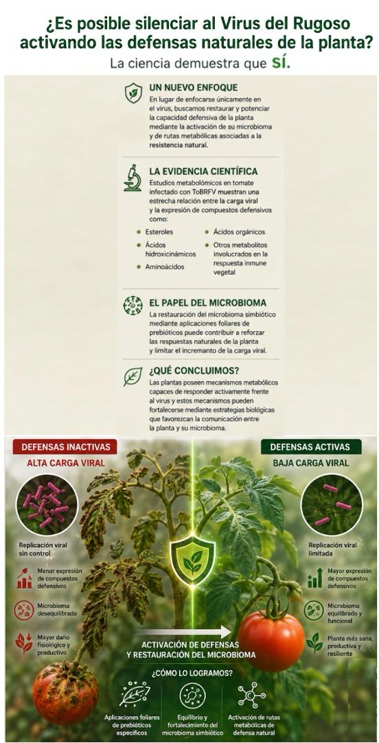 ¿Es posible silenciar el Virus del Rugoso del Tomate (ToBRFV) activando las defensas naturales de la planta? La ciencia demuestra que sí