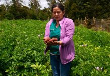 Campaña invita a apadrinar una papa nativa chilota para preservar 112 variedades ancestrales únicas en el mundo Campaña invita a apadrinar una papa nativa chilota para preservar 112 variedades ancestrales únicas en el mundo