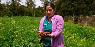Campaña invita a apadrinar una papa nativa chilota para preservar 112 variedades ancestrales únicas en el mundo