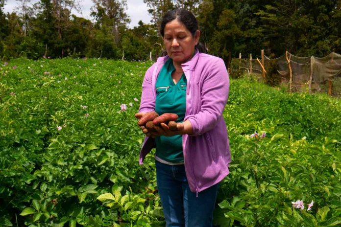 Campaña invita a apadrinar una papa nativa chilota para preservar 112 variedades ancestrales únicas en el mundo Campaña invita a apadrinar una papa nativa chilota para preservar 112 variedades ancestrales únicas en el mundo