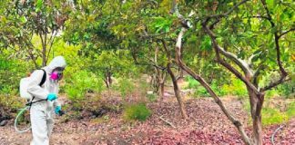 Acusan pérdidas económicas por la mosca de la fruta en Pica Acusan pérdidas económicas por la mosca de la fruta en Pica