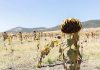Reportaje | El cambio climático transforma el mapa agrícola de Europa.