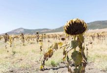 Reportaje | El cambio climático transforma el mapa agrícola de Europa.