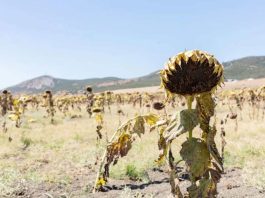 Reportaje | El cambio climático transforma el mapa agrícola de Europa.