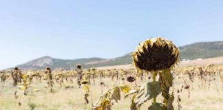 Reportaje | El cambio climático transforma el mapa agrícola de Europa.