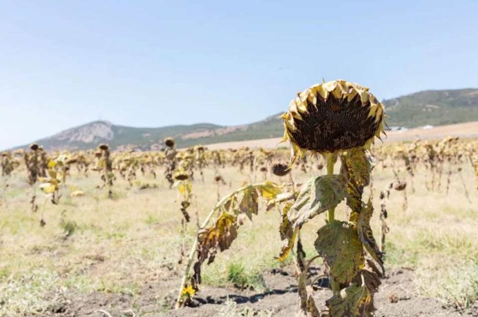 Reportaje | El cambio climático transforma el mapa agrícola de Europa. Reportaje | El cambio climático transforma el mapa agrícola de Europa.