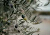 Argentina | ¿Puede el frío extremo de la Patagonia producir el mejor aceite de oliva del mundo Argentina | ¿Puede el frío extremo de la Patagonia producir el mejor aceite de oliva del mundo