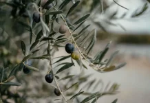Argentina | ¿Puede el frío extremo de la Patagonia producir el mejor aceite de oliva del mundo Argentina | ¿Puede el frío extremo de la Patagonia producir el mejor aceite de oliva del mundo