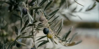 Argentina | ¿Puede el frío extremo de la Patagonia producir el mejor aceite de oliva del mundo
