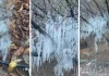 Digno de Narnia: árbol amanece cubierto de estalactitas tras temperaturas bajo cero en San Felipe