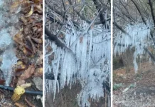 Digno de Narnia: árbol amanece cubierto de estalactitas tras temperaturas bajo cero en San Felipe