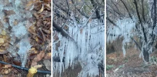 Digno de Narnia: árbol amanece cubierto de estalactitas tras temperaturas bajo cero en San Felipe