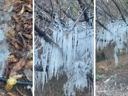Digno de Narnia: árbol amanece cubierto de estalactitas tras temperaturas bajo cero en San Felipe