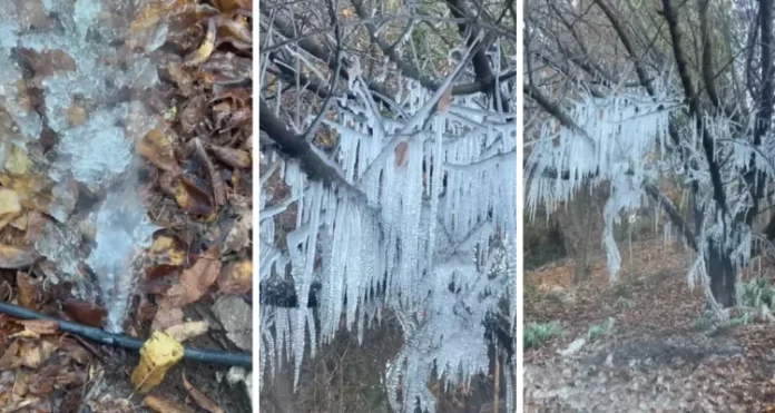 Digno de Narnia: árbol amanece cubierto de estalactitas tras temperaturas bajo cero en San Felipe